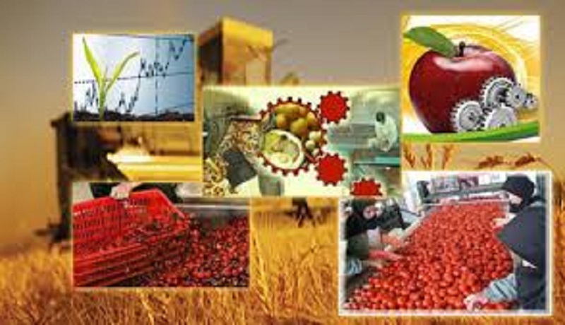 کشاورزان محکوم به خام فروشی هستند/ ارزآوری محصولات کشاورزی هلند ۷۰ برابر ایران است