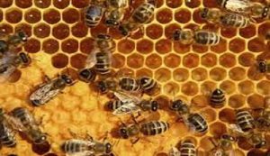 عسل‌ ۲۵ هزار تومان طبیعی و باکیفیت نیست