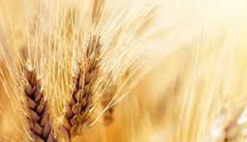افزایش قیمت گندم و دانه‌های روغنی در بازارهای جهانی