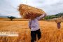 ادامه رسوب برنج‌های وارداتی در آستانه بازار نوروز/ تجار با توان تامین ارز در اولویت لیست ثبت سفارش
