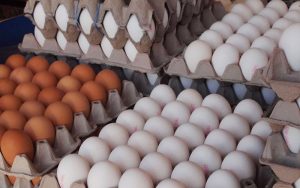 تولید ماهانه تخم مرغ به ۱۰۵ هزارتن رسید