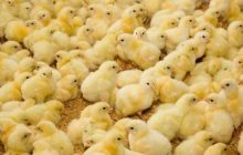 افزایش تولید جوجه یک روزه از آبان/ فراوانی مرغ در راه است