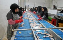 محصولات دامی استان سمنان به ارزش بیش از پنج میلیون دلار صادر شد