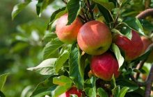 دلایل باد کردن سیب درختی روی دست باغداران/ قیمت خرید سیب ۳۰ درصد کاهش یافت/ بازار دبی بیشتر سیاسی است تا رقابتی