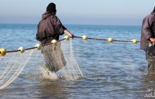پاسخ رئیس سازمان شیلات در مورد دلایل گرانی ماهی