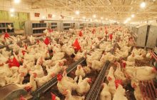 صنعت مرغداری در حال فروپاشی است/ تولیدکنندگان رغبتی برای جوجه‌ریزی ندارند