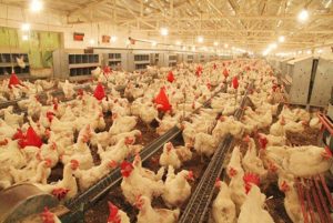 ارائه تسهیلات با نرخ سود ۱۰ درصد به مرغداران/ تزریق ۳۰۰ میلیارد تومان در گام اول