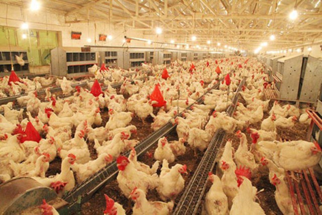 ضرر ۱۸ هزار تومانی مرغداران در فروش هر کیلو تخم مرغ/نهاده وجود دارد ولی گران است