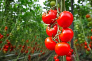 روش دانش‌بنیان برای افزایش جذب کلسیم در گیاه و ماندگاری محصولات کشاورزی