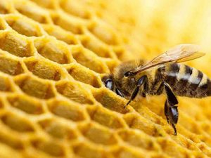 سموم غیر استاندارد قاتل جان زنبورها در ایران