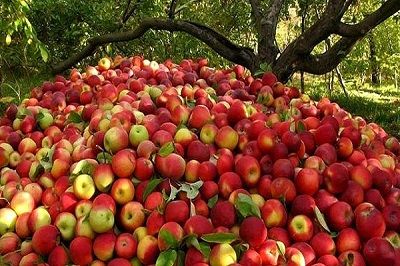 خرید تضمینی سیب درختی درجه ۳ تا پایان آبان‌ماه ادامه دارد