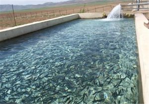 استفاده از آب مغناطیسی برای اولین بار در مزارع پرورش ماهی