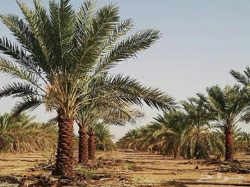 تولیدات کشاورزی خوزستان افزایش یافت/ کشت قراردادی رشد کمی دارد
