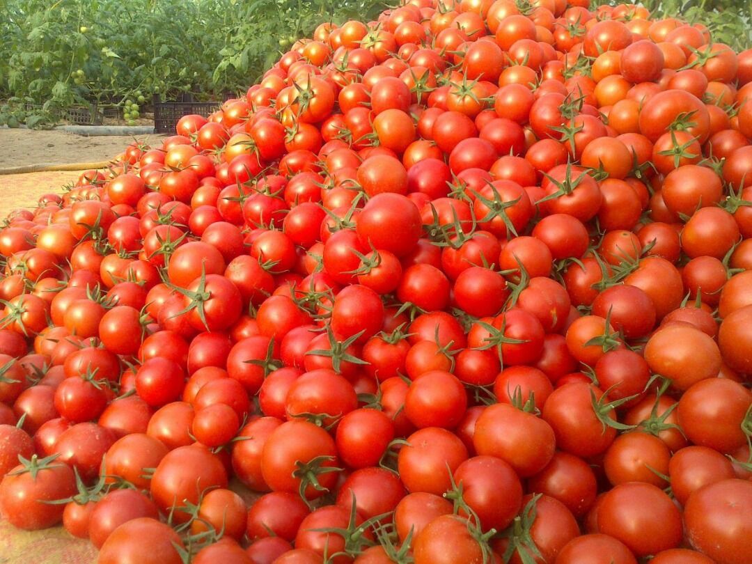هزینه بالای حمل و نقل علت اصلی نوسان قیمت گوجه فرنگی