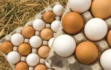 صادرات تخم مرغ از سرگرفته شد