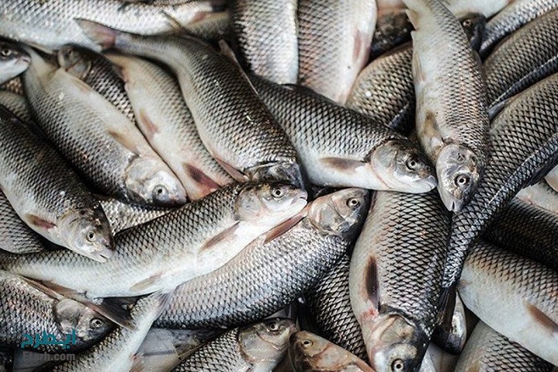 مردم آذربایجان شرقی ۶ کیلوگرم کمتر از میانگین کشوری ماهی می‌خورند
