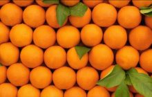 هشدار جهاد کشاورزی مازندران نسبت به کاشت نهال پرتقال تابستانه