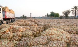 سونامی دلال ها کشاورزی جنوب کرمان را نابود می کند
