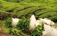 خرید تضمینی برگ سبز چای از ۱۳۱ هزار تن فراتر رفت