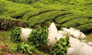 خرید تضمینی برگ سبز چای از ۱۳۱ هزار تن فراتر رفت