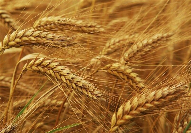واردات بیش از یک میلیون تن گندم به کشور از ابتدای امسال