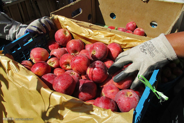 رفع ممنوعیت صادرات فلفل و سیب درختی ایران به روسیه تا یک ماه آینده