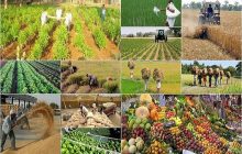 مزیت توسعه روابط تجاری ایران و ازبکستان در بخش کشاورزی چیست؟