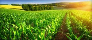 صادرات ۴.۳ میلیارد دلاری محصولات کشاورزی/ افزایش ۲۲ درصدی صادرات