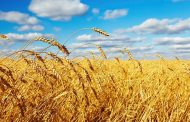 قیمت ۱۹.۵۰۰ تومان خرید گندم بر اساس نرخ تورم تعیین شده است