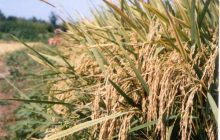 از برداشت ۹۰ درصدی شلتوک خوزستان تا معضل اختلاط برنج