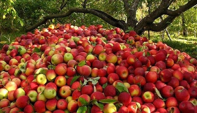 خرید توافقی سیب درختی درجه سه برای حمایت از باغداران