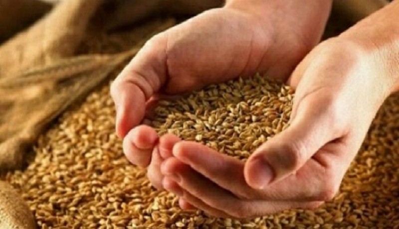 سال گذشته ۱۳.۴ میلیون تن گندم تولید و ۹.۵ میلیون تن خرید تضمینی انجام شد