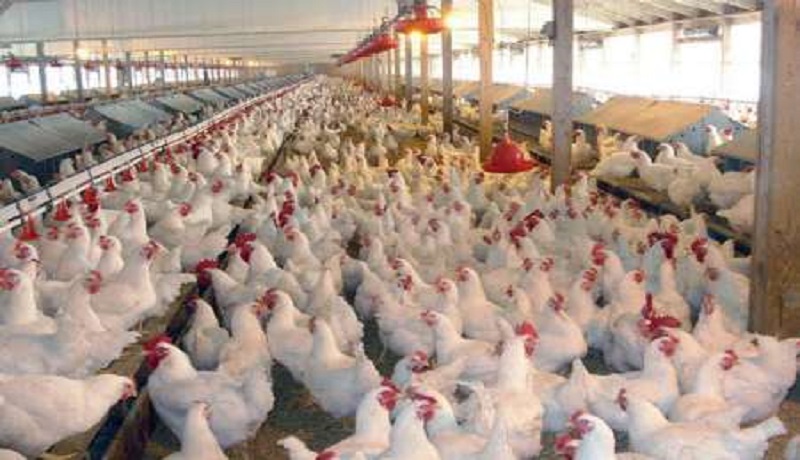 قیمت هر کیلو مرغ ۱۳ هزار و ۸۰۰ تومان/ افزایش چندبرابری قیمت واکسن در صنعت مرغداری