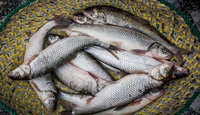 افزایش ۱۵ درصدی تولید محصولات شیلاتی/بومی سازی تجهیزات پرورش ماهی در دریا