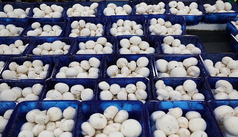 روند بهبود قیمت قارچ در بازار/ تولید روزانه قارچ به ۴۵۰ تن رسید