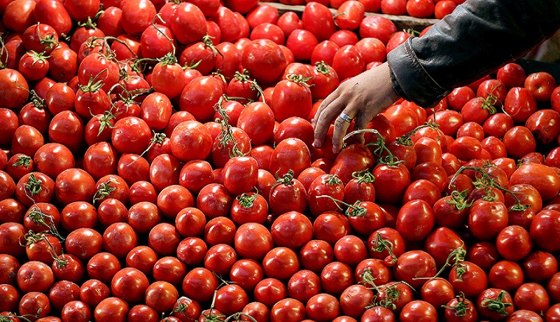 قیمت گوجه‌فرنگی حداکثر تا ۲ هفته آینده به تعادل می‌رسد