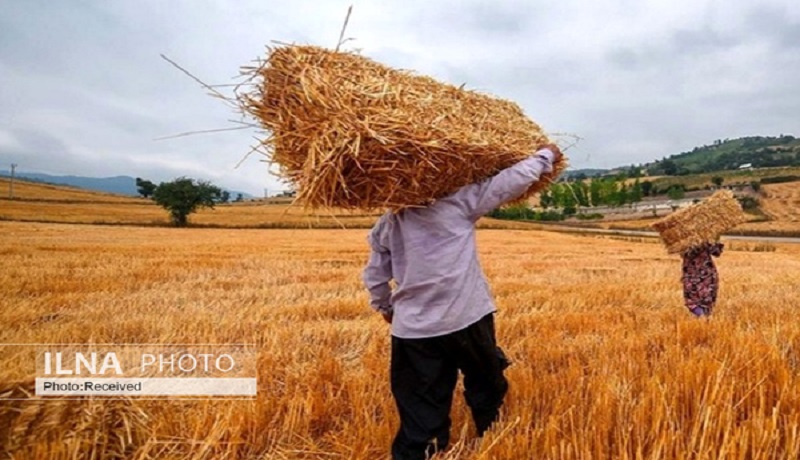 تلاش مجلسی‌ها برای گنجاندن اعتبار افزایش قیمت گندم در بودجه سنواتی ۹۹/ گندمکاران مجبور به استفاده از بذر خود مصرفی شدند