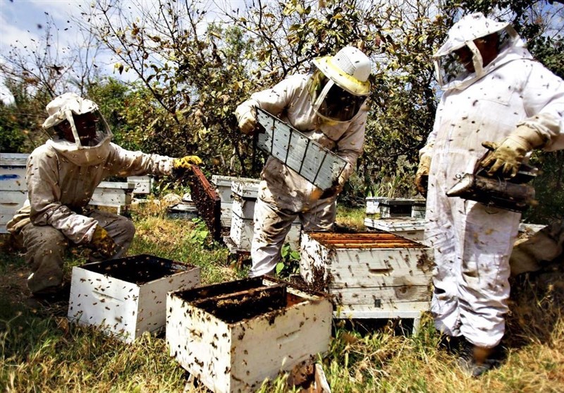 رئیس سازمان جهاد کشاورزی: ۶ هزار تن عسل در کرمانشاه تولید می‌شود