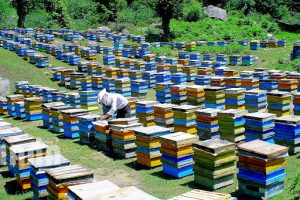 زنبورداران ملزم به رعایت فاصله از زنبورستان‌های مجاور هستند