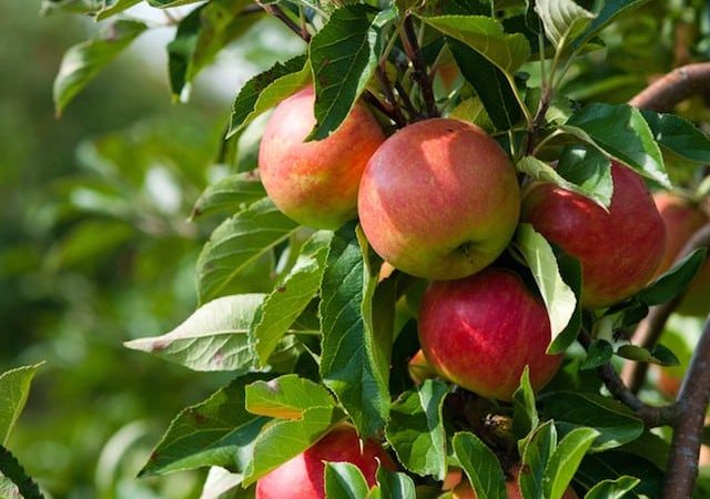 نگرانی باغداران زرندیه از افزایش قیمت تمام شده سیب گلاب