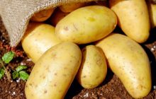 روس‌ها در فکر واردات محموله‌های بزرگ سیب‌زمینی از ایران