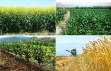 اعتبارات بخش کشاورزی سیستان و بلوچستان بیش‌از ۸۴ درصد رشد داشته است
