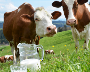 دانشمندان از شیر گاو کپسول دارو ساختند