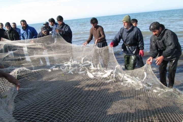 بیش از ۱۳ هزار تن ماهی کیلکا صید شد
