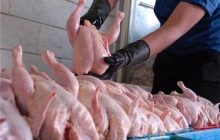 روزانه ۷ هزار و ۲۰۰ تن گوشت مرغ تولید می شود