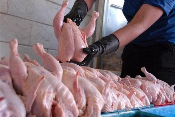 روزانه ۷ هزار و ۲۰۰ تن گوشت مرغ تولید می شود