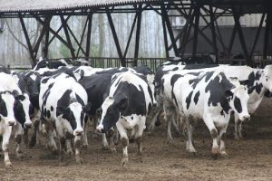 رشد ۱۲ درصدی گاو و گوساله پرواری در تابستان ۱۴۰۰