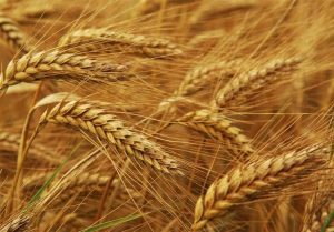 افزایش قیمت‌ گندم در بازارهای جهانی به بیشترین میزان سه هفته گذشته