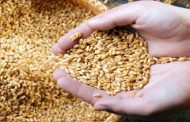 میزان خرید تضمینی گندم به ۶ میلیون تن می‌رسد