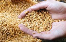 علت فروریختن سیلوی گندم حمیدیه در دست بررسی است